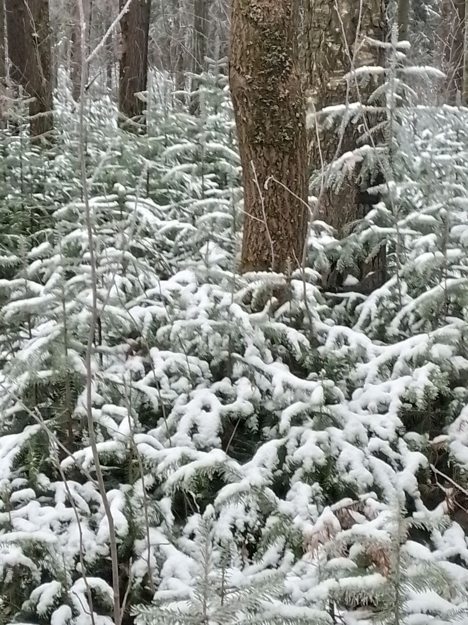 Всё засыпал белый снег