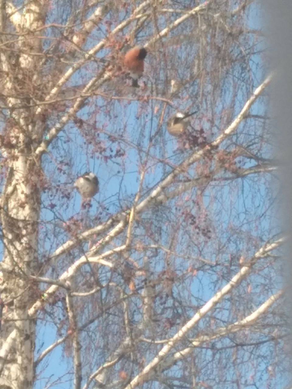 Кто все семечки склевал?