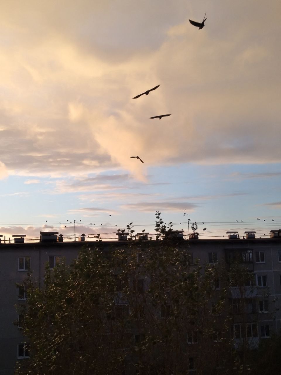 Птицы- это ушедшие души