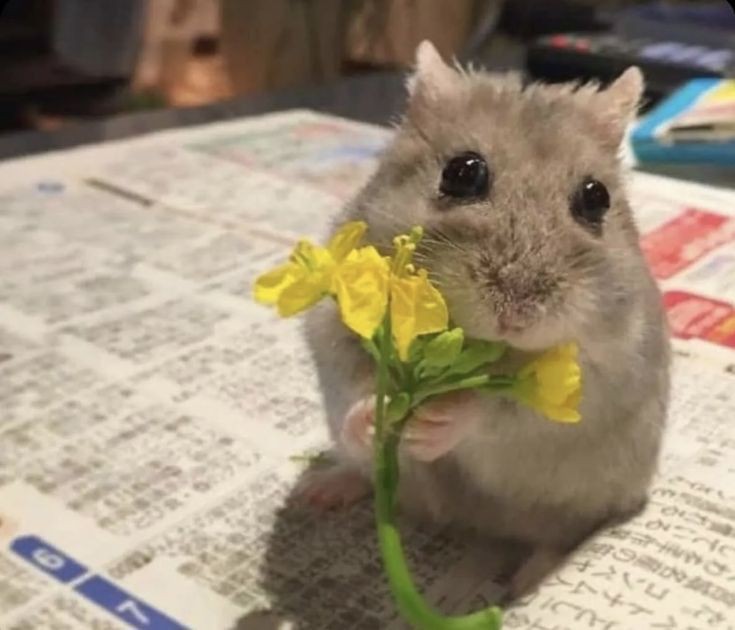 Сансара Жорика