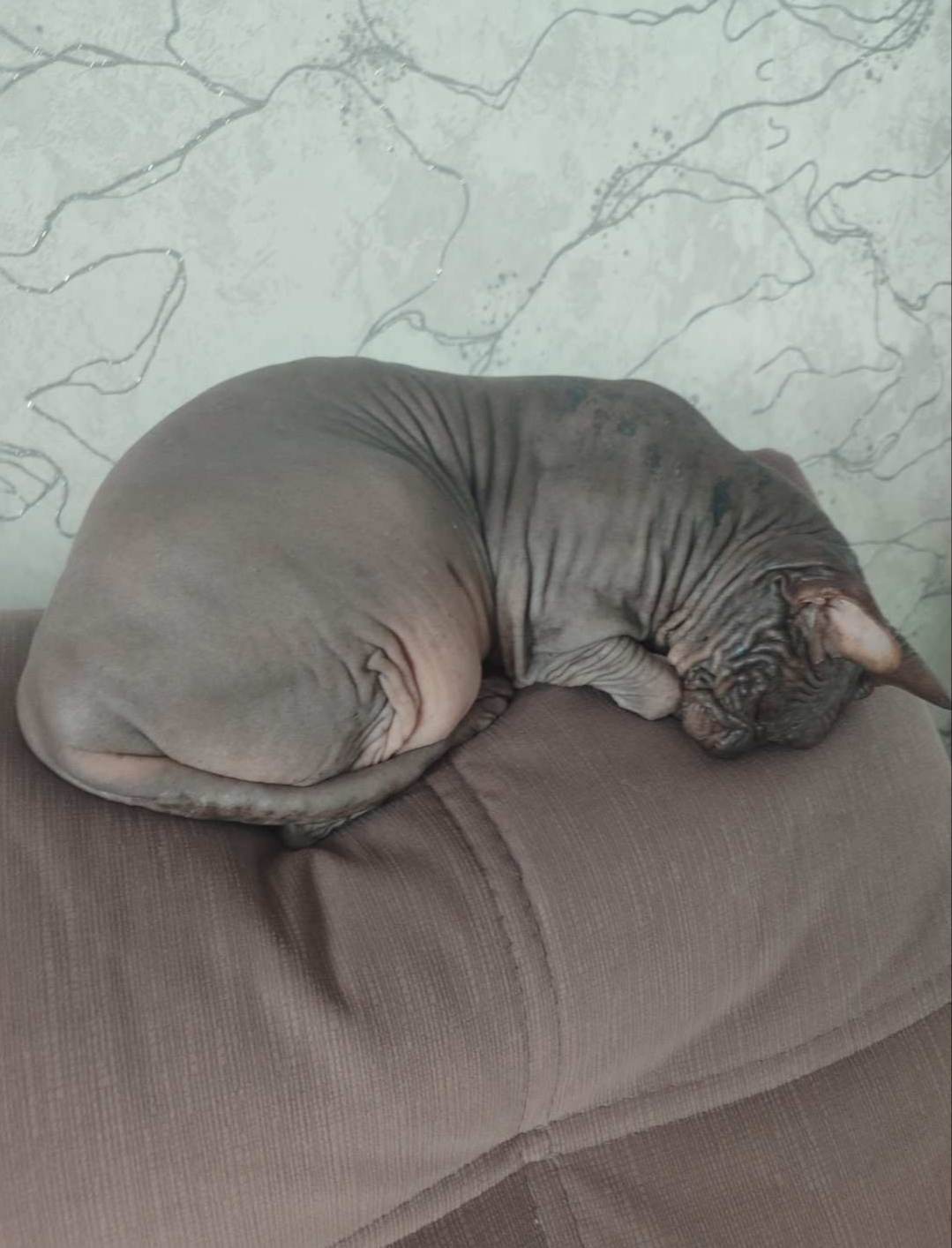 Кот живёт без забот