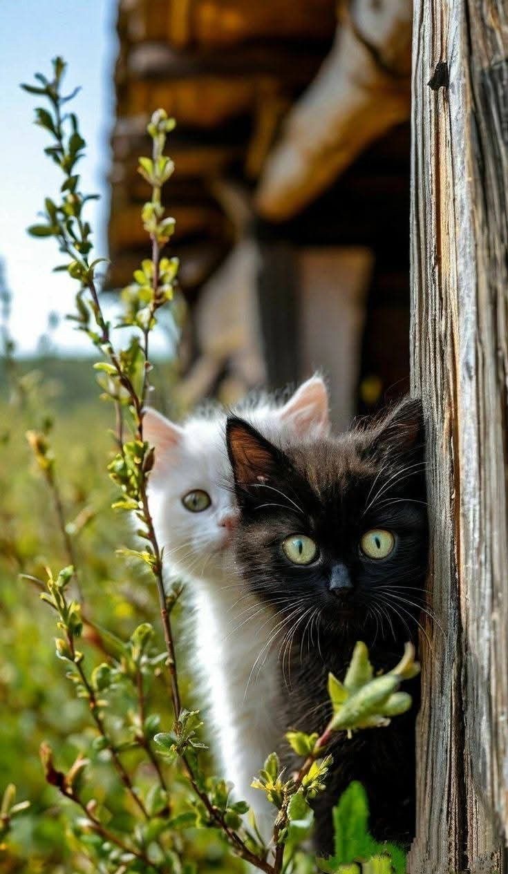 Школьный двор