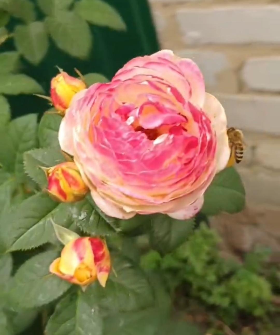 Кто же такая женщина?