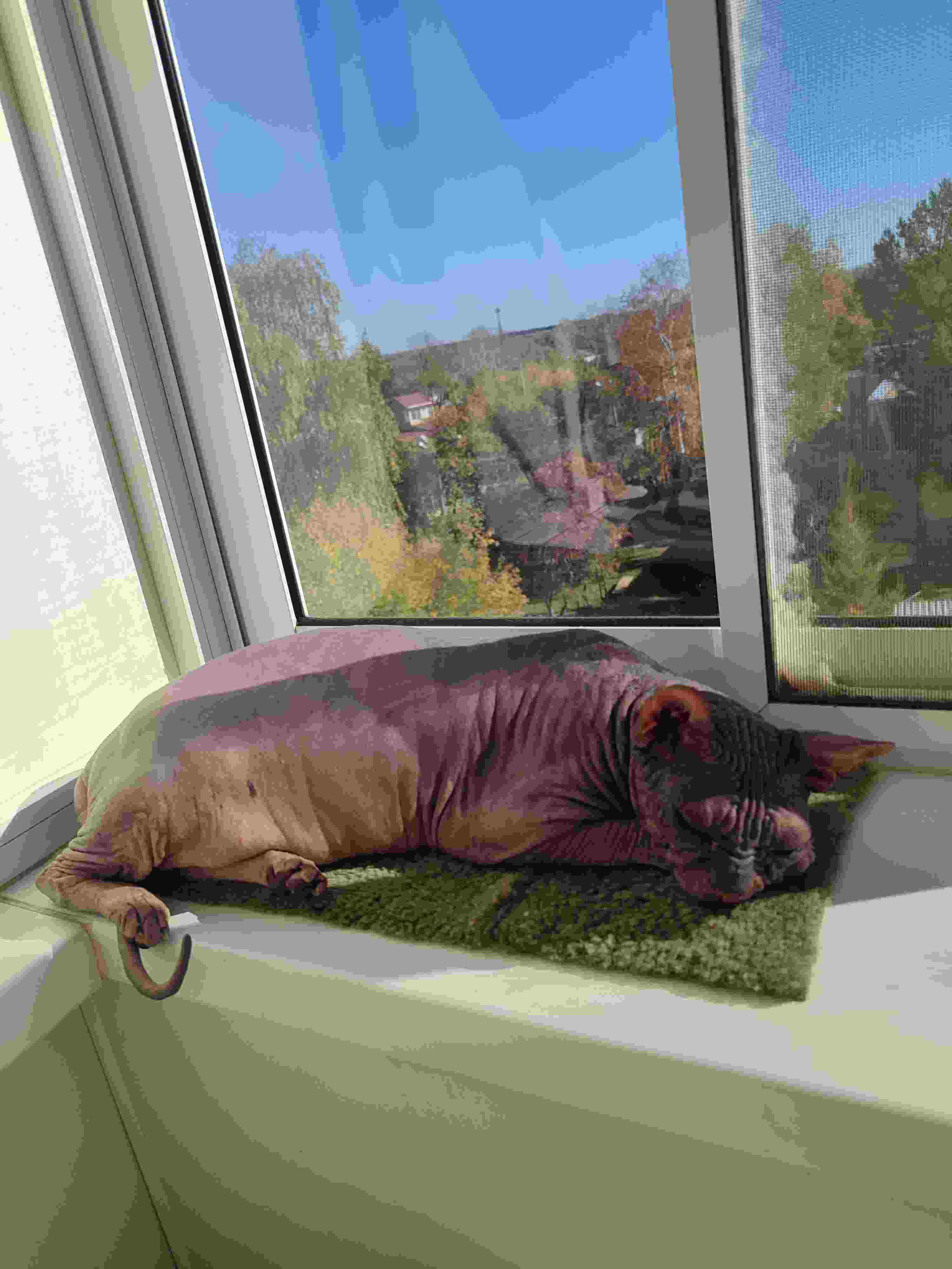 Я домашний милый кот