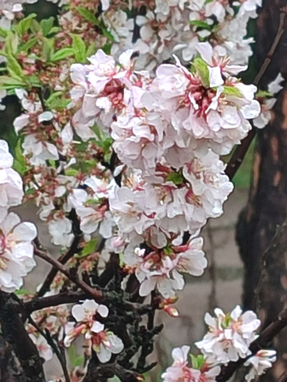 Вечно юная весна