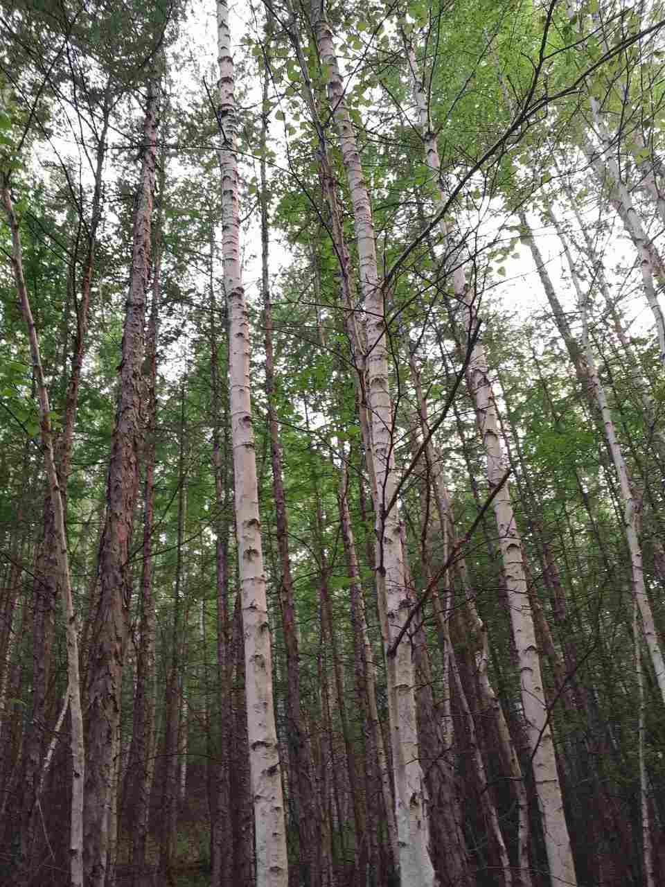 Если не будет русских...