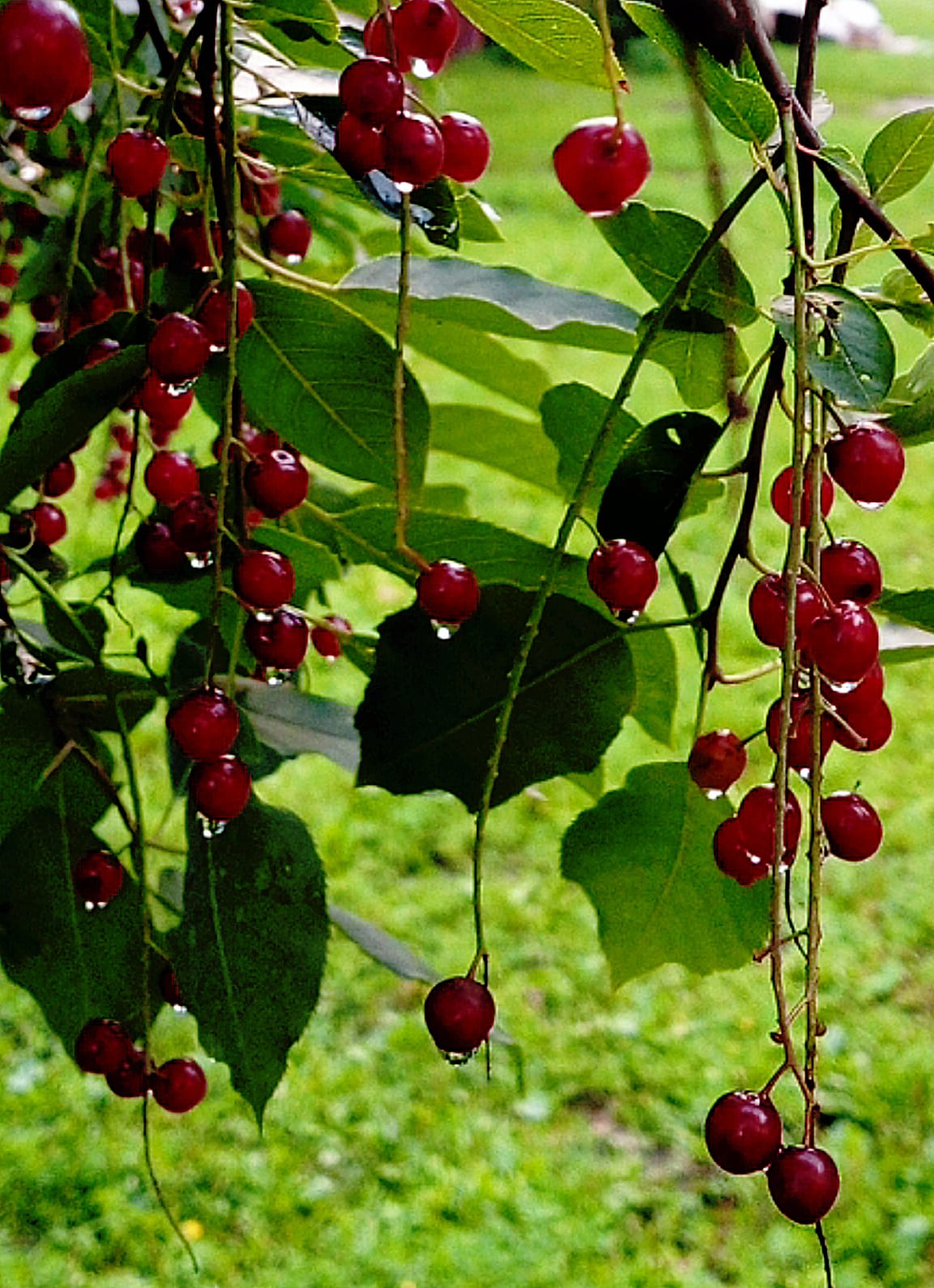 Ненаглядушка