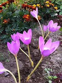 Книга про то, что такое периодическая болезнь