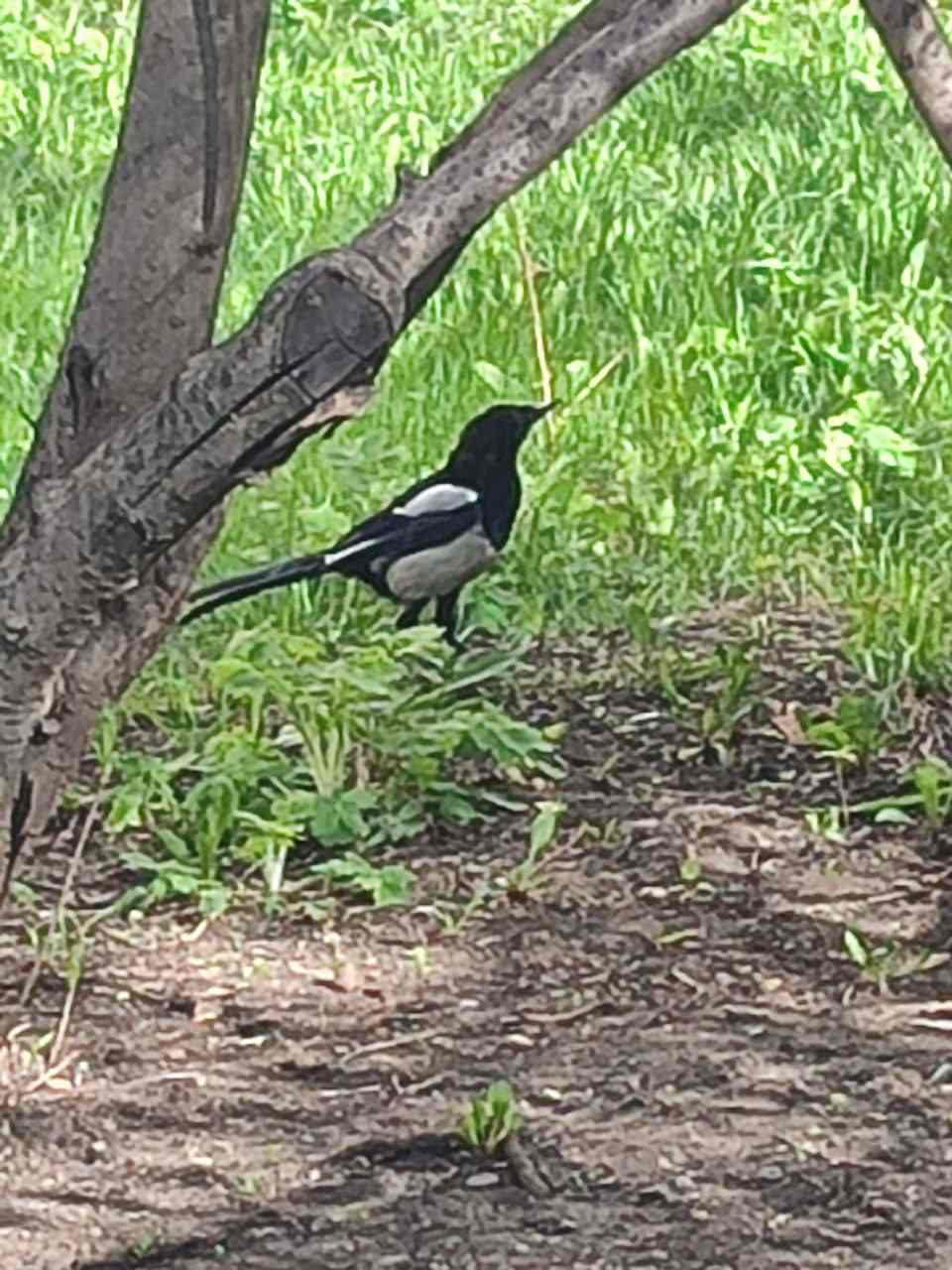 Птицы нашего двора