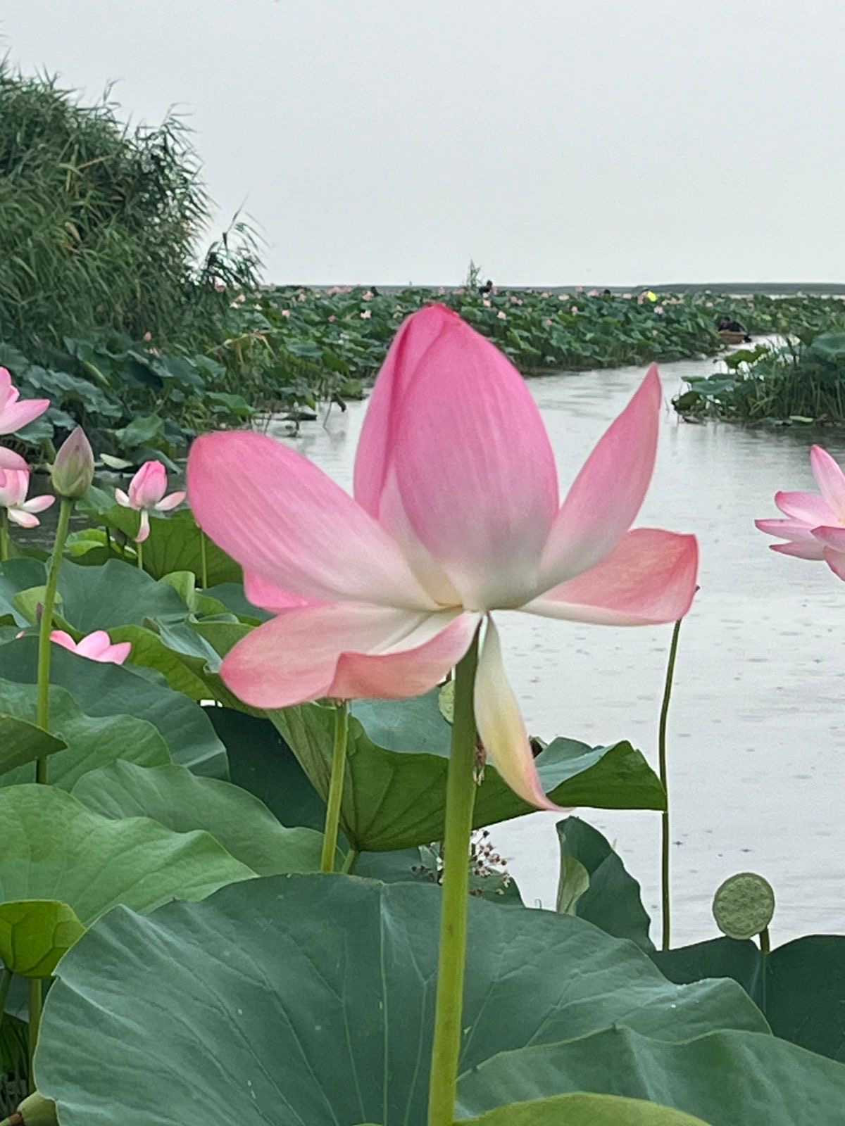 Лотос - светлая душа