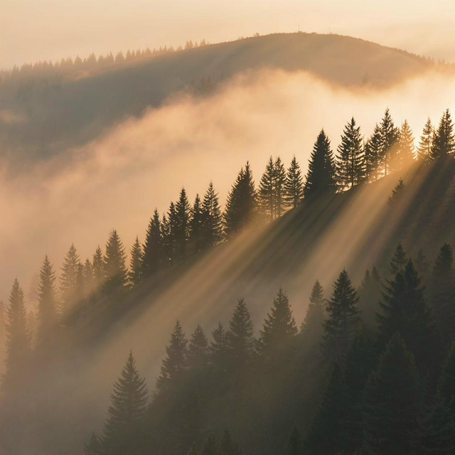 Деревья на холме История о надеждах и судьбе