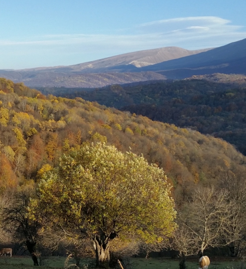 Йуха а цхьа гуьйре