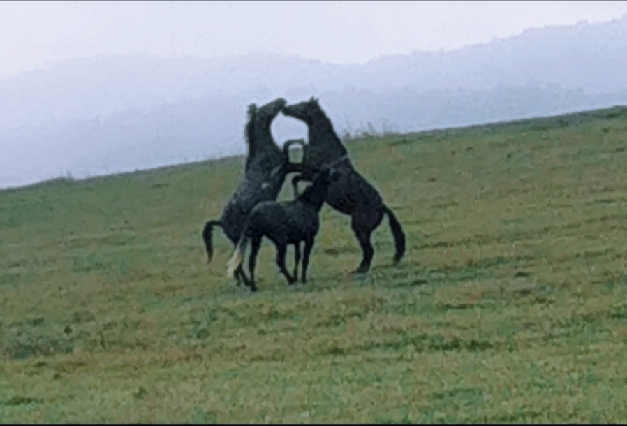 Сан шерийн жут йу и