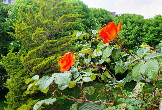 О счастье думают, гадают