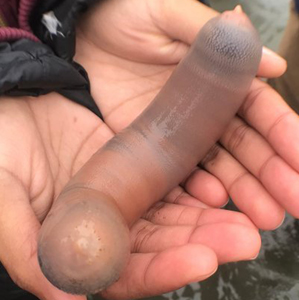 Пенисок и Эвочка