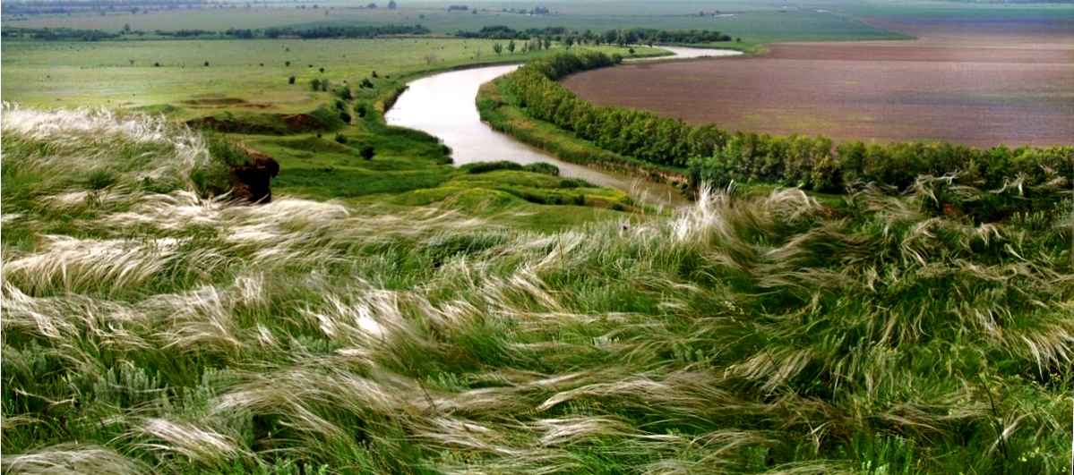 Ковыль цветёт