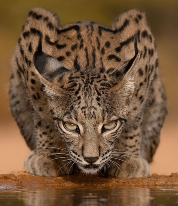 Война образов