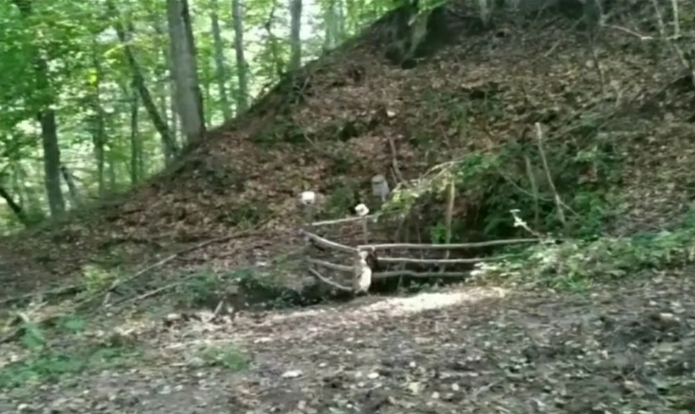 Ненан шовда