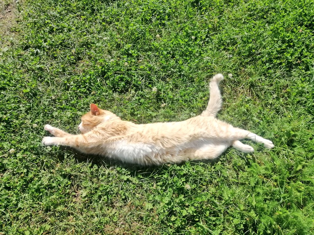 Сон Рыжика...