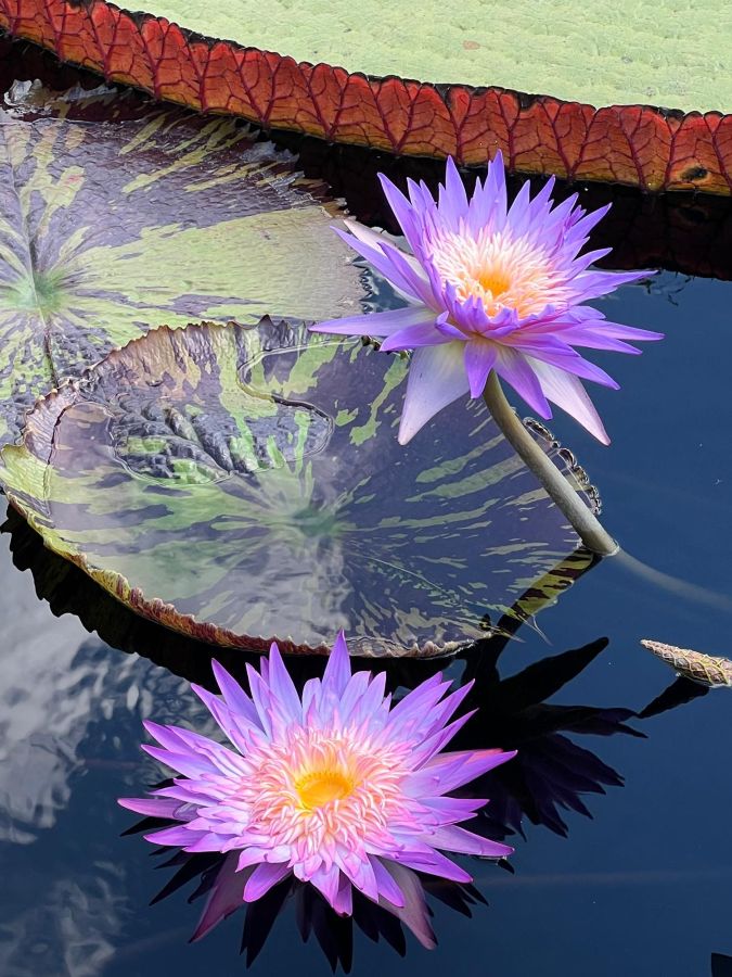 Четвертое сентября