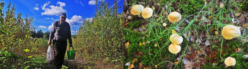 Выдали себя... за подберезовики!?