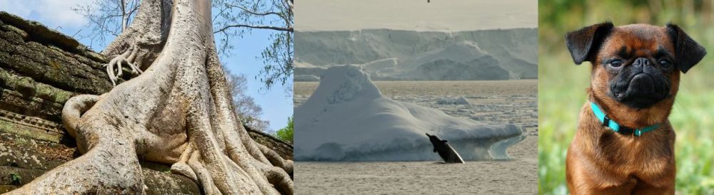 Дерево богов, поющие собаки, плавуны и др
