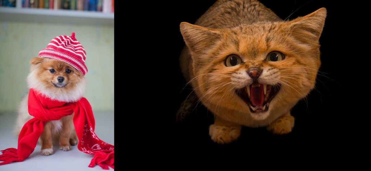 Собака не взвыла ни разу