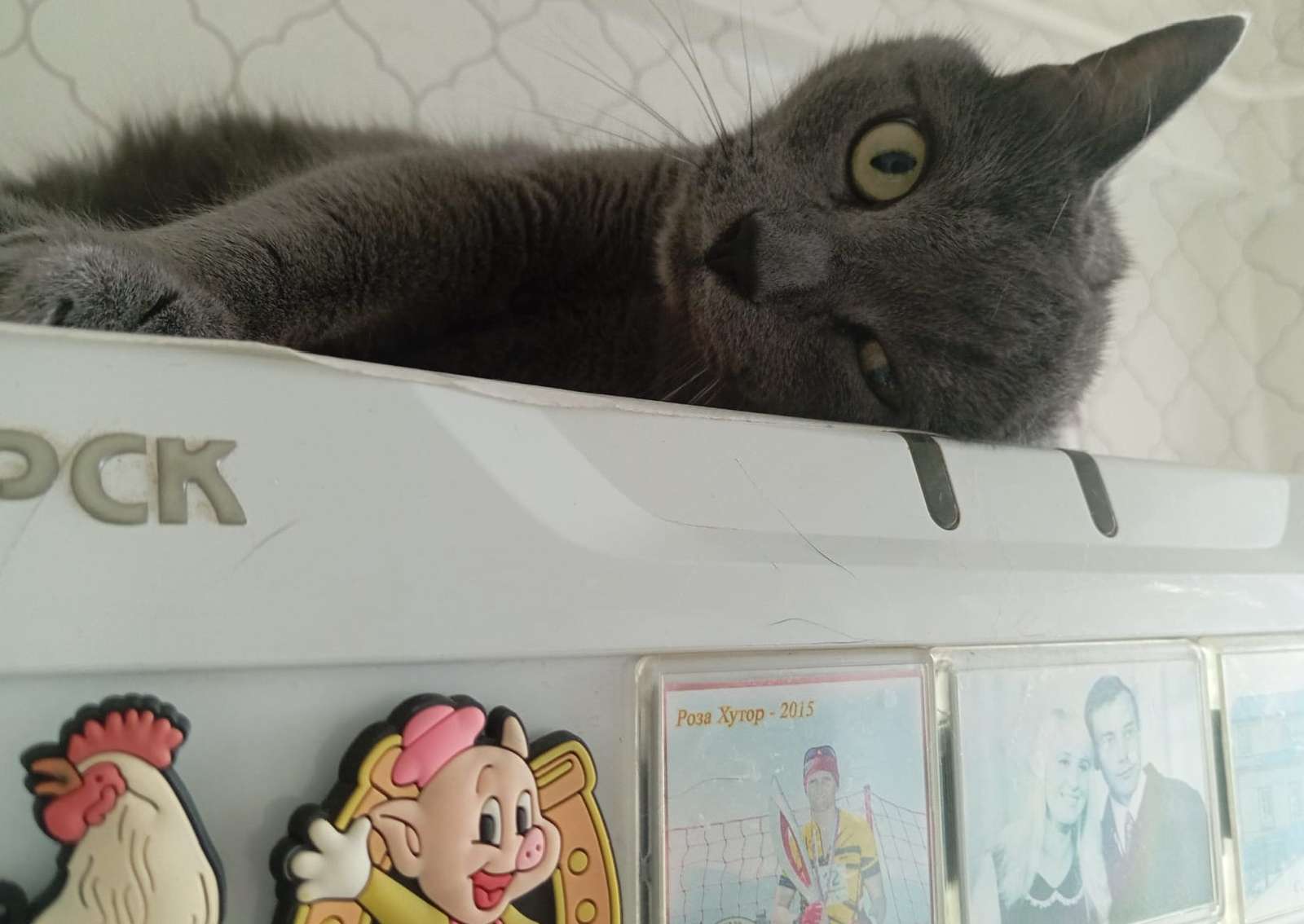 Кот ходячий анекдот. Штрихи к портрету