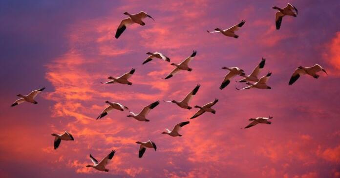 Вiдлiтають птахи