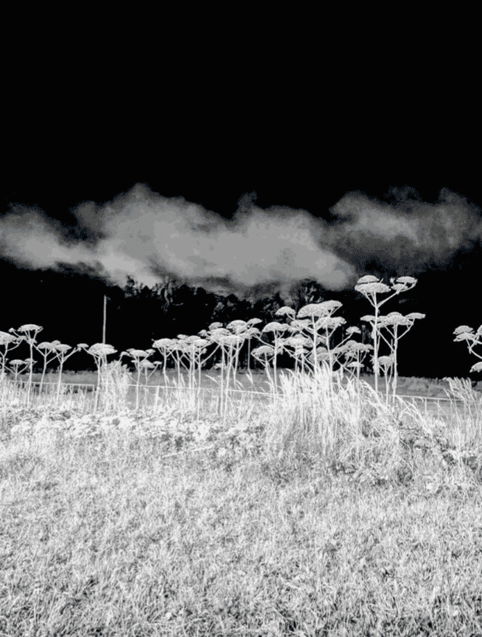 Поле или дети борщевика