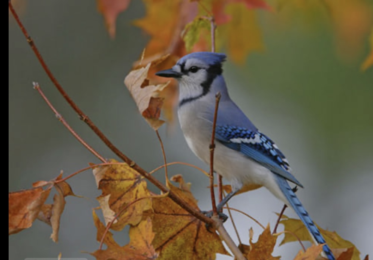 Blue jay