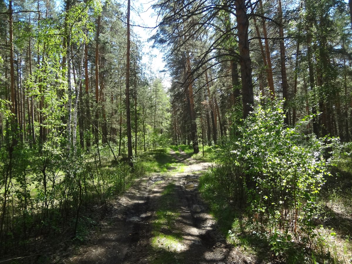 Математически сложное многообразие