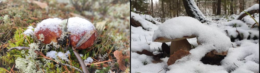 Грибы под снегом- красота!