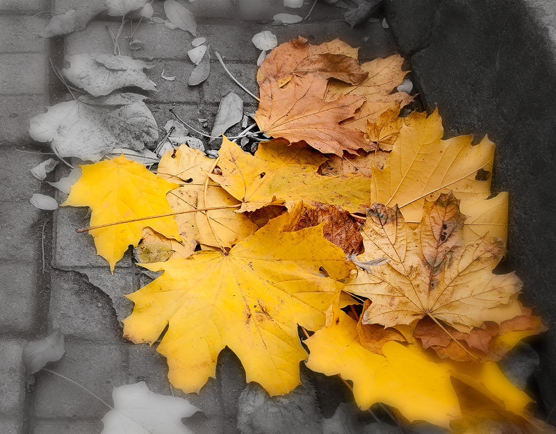 Праздник шуршащих листьев