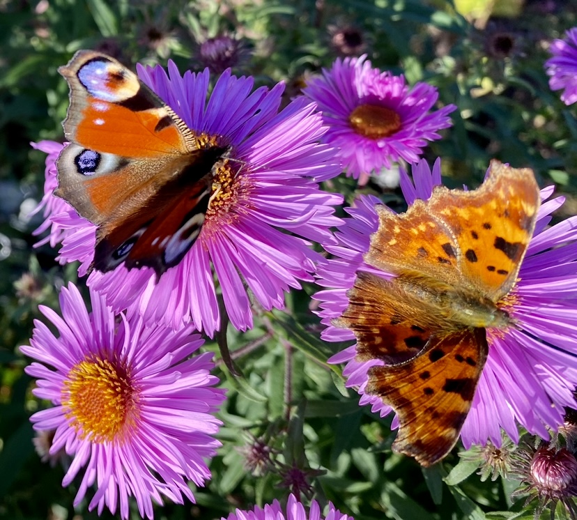 Свет добра и радости