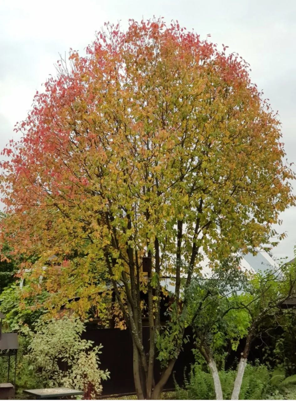 Осенняя элегия