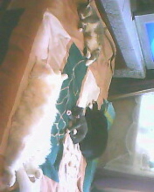 Греют лишь коты мою постель