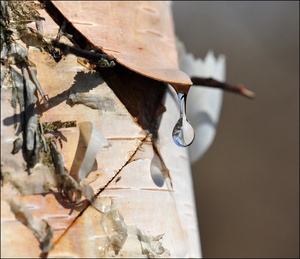 Не могу, как берёза, плакать