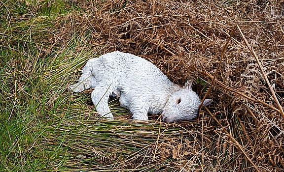 Мертвые души