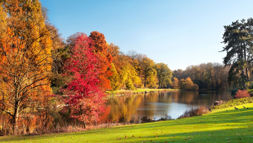 Лесной осенний этюд