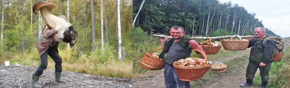 Грибная рать опоясала в основном опушку рощицы,