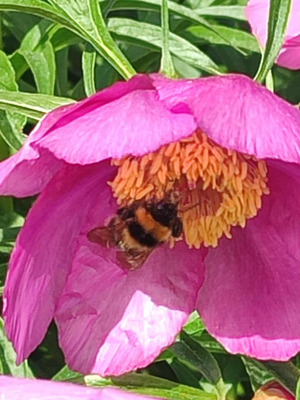 Пчёлки летят на мёд, а мухи...