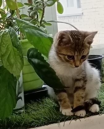 Страшный сон или счастье наяву