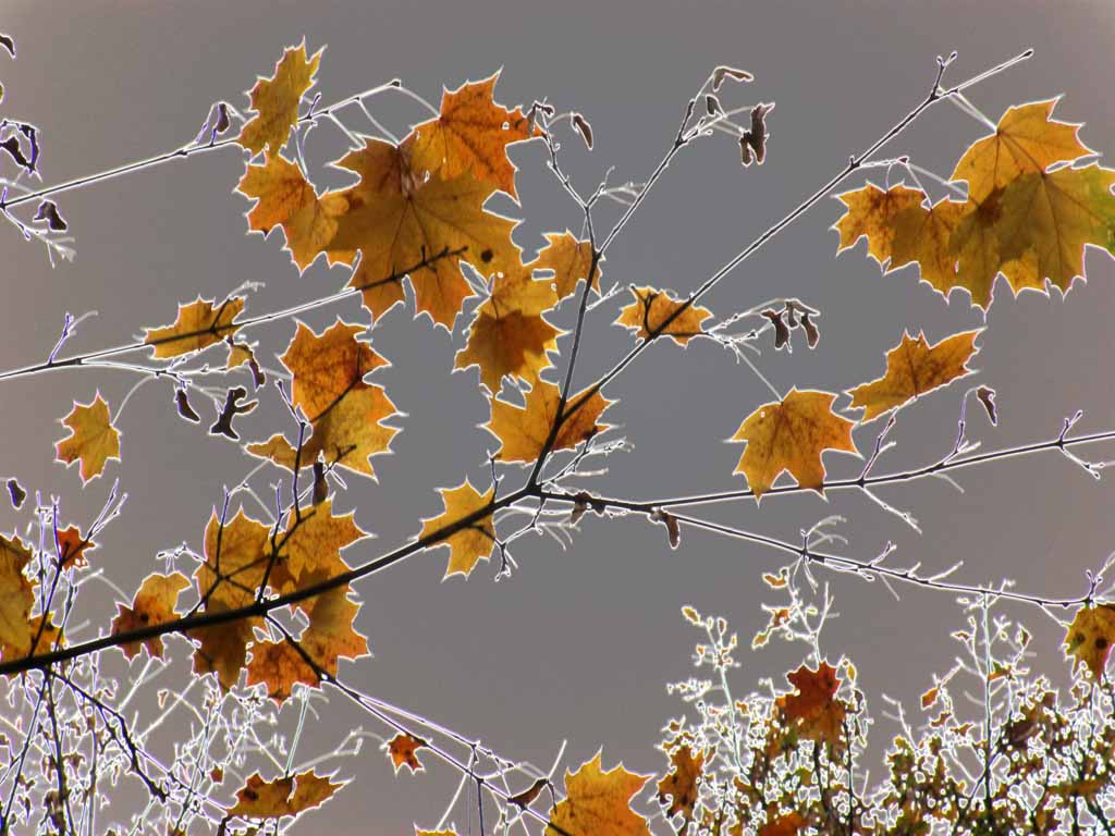 Памяти друга