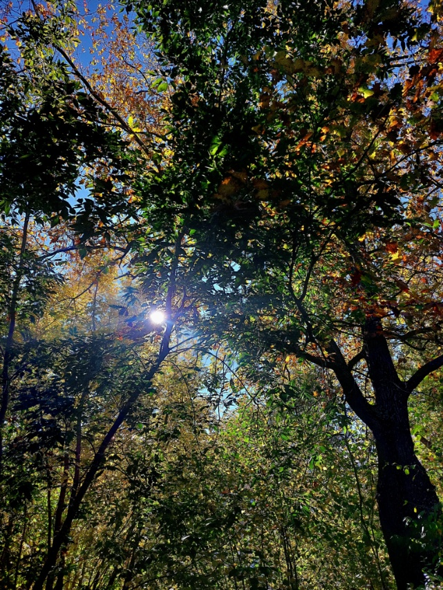 Лист осенний