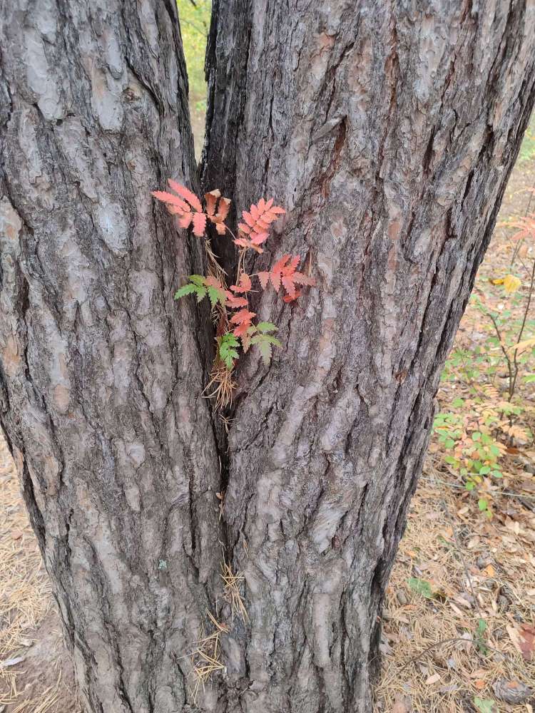 Две сосны приютили рябинку