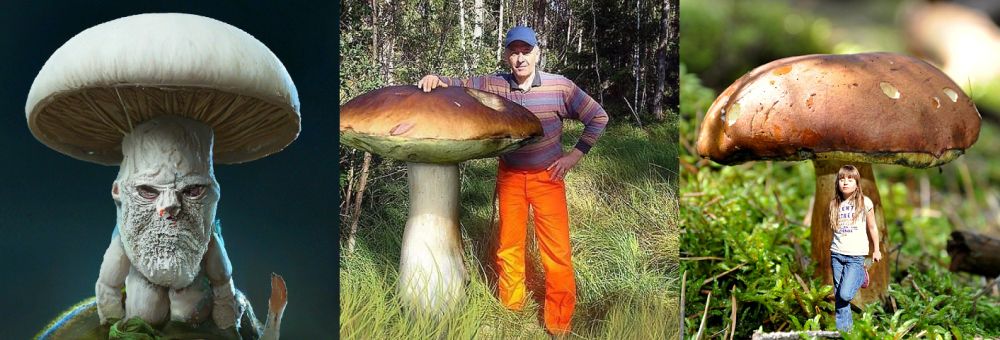 Человек... гриб! А я-трюфель!?