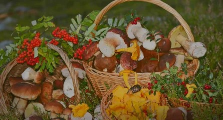 Осенний лес