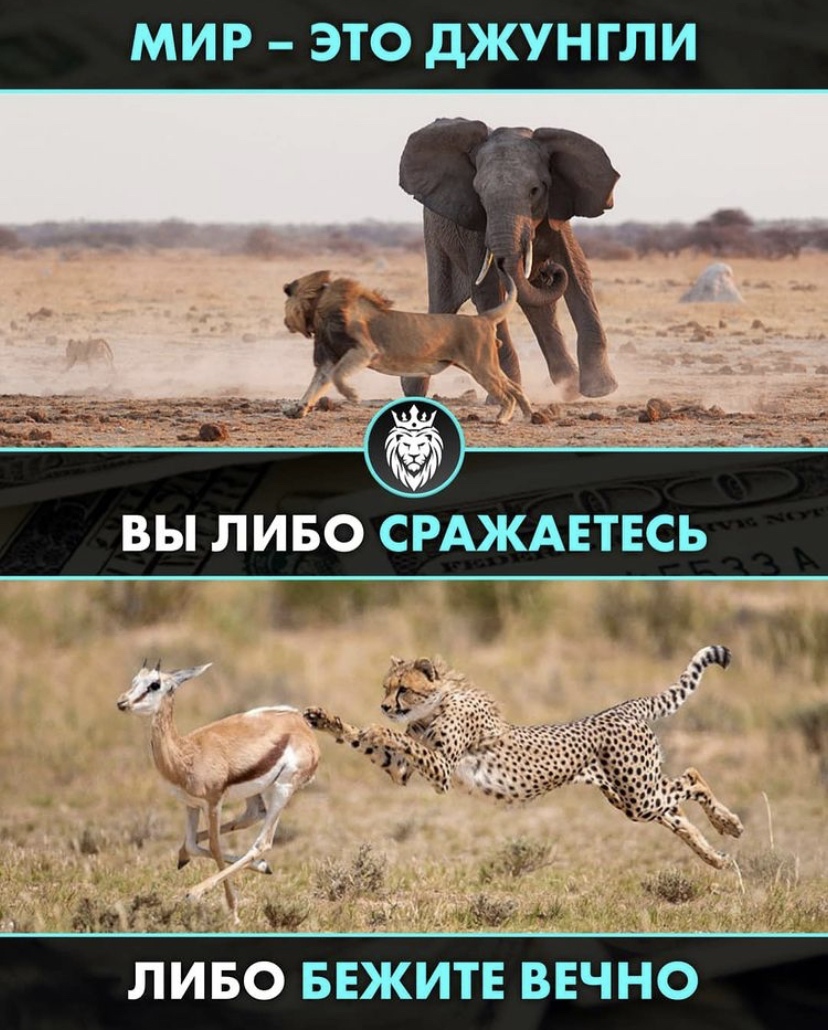 Действовать дерзко, жёстко..