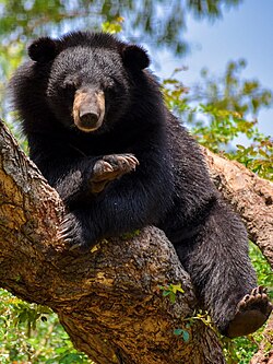 Пошли они нах